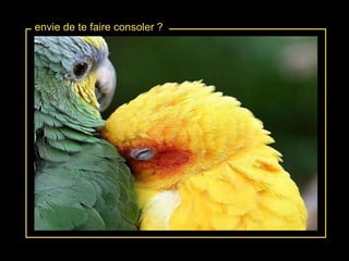 envie de te faire consoler ? 