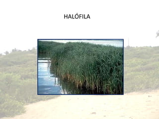 HALÓFILA 