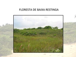 FLORESTA DE BAIXA RESTINGA 