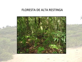 FLORESTA DE ALTA RESTINGA 