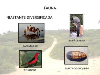FAUNA BASTANTE DIVERSIFICADA SABIÁ DE PRAIA BARATA-DO-COQUEIRO CARANGUEIJO TIÉ-SANGUE 
