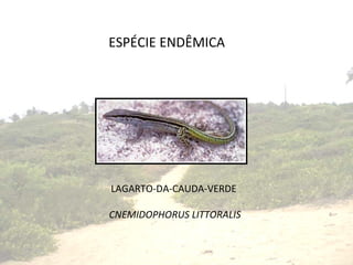 ESPÉCIE ENDÊMICA LAGARTO-DA-CAUDA-VERDE  CNEMIDOPHORUS LITTORALIS 