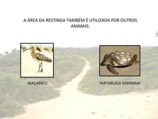 A ÁREA DA RESTINGA TAMBÉM É UTILIZADA POR OUTROS ANIMAIS: MAÇARICO TARTARUGA MARINHA 