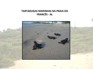 TARTARUGAS MARINHAS NA PRAIA DO FRANCÊS - AL 