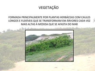 VEGETAÇÃO FORMADA PRINCIPALMENTE POR PLANTAS HERBÁCEAS COM CAULES LONGOS E FLEXÍVEIS QUE SE TRANSFORMAM EM ÁRVORES CADA VEZ MAIS ALTAS À MEDIDA QUE SE AFASTA DO MAR 