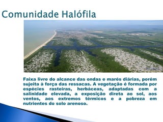 Faixa livre do alcance das ondas e marés diárias, porém
sujeita à força das ressacas. A vegetação é formada por
espécies rasteiras, herbáceas, adaptadas com a
salinidade elevada, a exposição direta ao sol, aos
ventos, aos extremos térmicos e a pobreza em
nutrientes do solo arenoso.
 