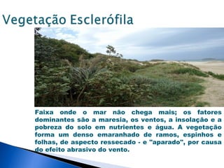 Faixa onde o mar não chega mais; os fatores
dominantes são a maresia, os ventos, a insolação e a
pobreza do solo em nutrientes e água. A vegetação
forma um denso emaranhado de ramos, espinhos e
folhas, de aspecto ressecado - e "aparado", por causa
do efeito abrasivo do vento.
 