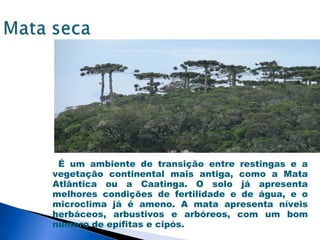 É um ambiente de transição entre restingas e a
vegetação continental mais antiga, como a Mata
Atlântica ou a Caatinga. O solo já apresenta
melhores condições de fertilidade e de água, e o
microclima já é ameno. A mata apresenta níveis
herbáceos, arbustivos e arbóreos, com um bom
número de epífitas e cipós.
 