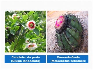 Ceboleiro da praia        Coroa-de-frade
(Clusia lanceolata)   (Melocactus zehntneri)
 