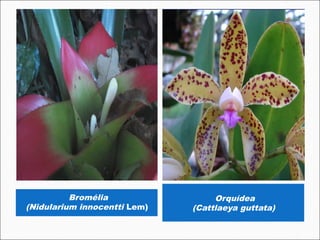Bromélia                 Orquídea
(Nidularium innocentti Lem)   (Cattlaeya guttata)
 