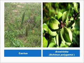 Aroeirinha
Cactus
         (Schinus polygama )
 