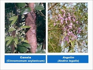 Canela               Angelim
(Cinnamomum zeylanicum)   (Andira legalis)
 