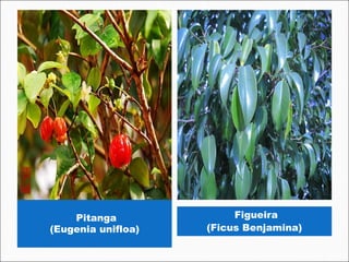 Pitanga              Figueira
(Eugenia unifloa)   (Ficus Benjamina)
 