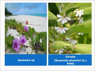 Cévola
Ipomoea sp   (Scaevola plumieri (L.)
                     Vahl)
 