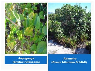 Japeganga                   Abaneiro
(Smilax rufescens)   (Clusia hilariana Schltdl)

                     
 