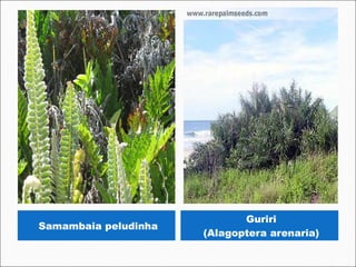 Guriri
Samambaia peludinha
                      (Alagoptera arenaria)
 