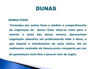 DUNAS FIXAS

Formadas por areias finas e médias o compartimento
da vegetação de        dunas fixas situa-se mais para o
interior   e   atrás   das   dunas   móveis.   Apresentam
vegetação arbustiva em praticamente toda a duna, o
que impede a interferância da ação eólica. Há no
sedimento conteúdo de húmus,areia compacta por ser

de granulação mais fina e possuir teor de argila.
 