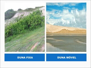 DUNA FIXA   DUNA MÓVEL
 