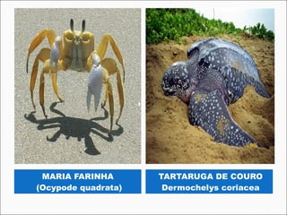 MARIA FARINHA       TARTARUGA DE COURO
(Ocypode quadrata)    Dermochelys coriacea
 
