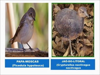 PAPA-MOSCAS             JAÓ-DO-LITORAL
 (Ficedula hypoleuca)   (Crypturellus noctivagus
                               noctivagus
 