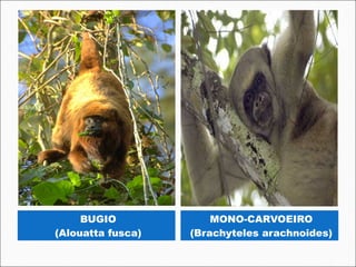 BUGIO             MONO-CARVOEIRO
(Alouatta fusca)   (Brachyteles arachnoides)
 