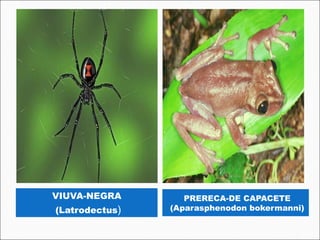 VIUVA-NEGRA        PRERECA-DE CAPACETE
(Latrodectus)   (Aparasphenodon bokermanni)
 