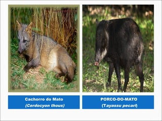 Cachorro do Mato    PORCO-DO-MATO
(Cerdocyon thous)   (Tayassu pecari)
 