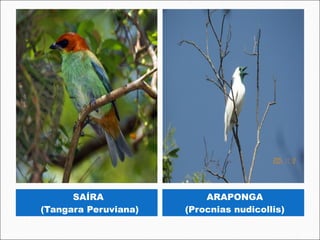 SAÍRA               ARAPONGA
 (Tangara Peruviana)   (Procnias nudicollis)
 