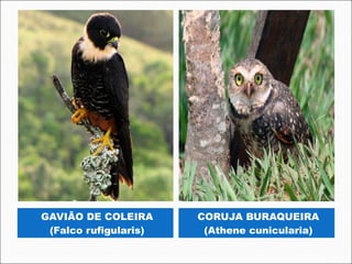 GAVIÃO DE COLEIRA      CORUJA BURAQUEIRA
 (Falco rufigularis)    (Athene cunicularia)
 