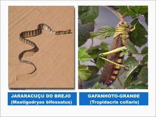 JARARACUÇU DO BREJO          GAFANHOTO-GRANDE
(Mastigodryas bifossatus)     (Tropidacris collaris)
 