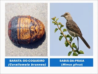 BARATA–DO-COQUEIRO      SABIÁ-DA-PRAIA
(Coraliomela br unnea)    (Mimus gilvus)
 