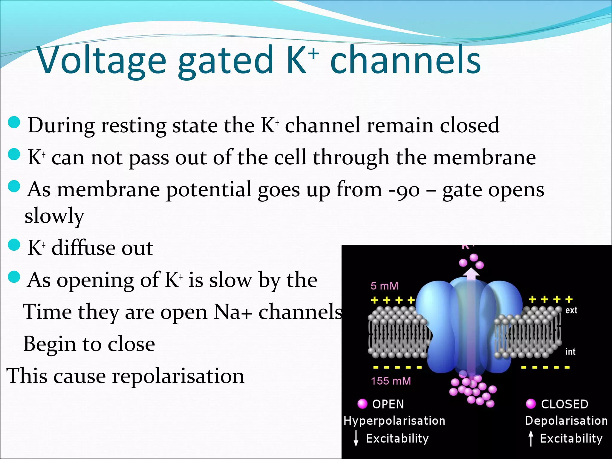 Resting membranepotential | PPT