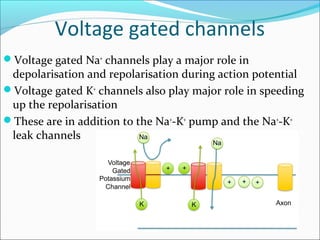 Voltage gated channels
Voltage gated Na+
channels play a major role in
depolarisation and repolarisation during action potential
Voltage gated K+
channels also play major role in speeding
up the repolarisation
These are in addition to the Na+
-K+
pump and the Na+
-K+
leak channels
 