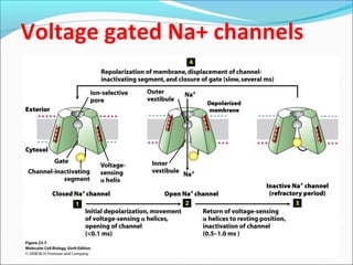 Voltage gated Na+ channels
 