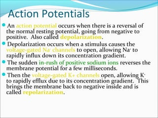 Action Potentials
An action potential occurs when there is a reversal of
the normal resting potential, going from negative to
positive. Also called depolarization.
Depolarization occurs when a stimulus causes the
voltage-gated Na+
channels to open, allowing Na+
to
rapidly influx down its concentration gradient.
The sudden in-rush of positive sodium ions reverses the
membrane potential for a few milliseconds.
Then the voltage-gated K+ channels open, allowing K+
to rapidly efflux due to its concentration gradient. This
brings the membrane back to negative inside and is
called repolarization.
 