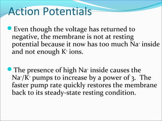 Action Potentials
Even though the voltage has returned to
negative, the membrane is not at resting
potential because it now has too much Na+
inside
and not enough K+
ions.
The presence of high Na+
inside causes the
Na+
/K+
pumps to increase by a power of 3. The
faster pump rate quickly restores the membrane
back to its steady-state resting condition.
 