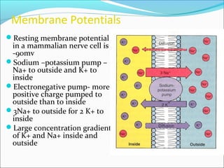 Membrane Potentials
Resting membrane potential
in a mammalian nerve cell is
-90mv
Sodium –potassium pump –
Na+ to outside and K+ to
inside
Electronegative pump- more
positive charge pumped to
outside than to inside
3Na+ to outside for 2 K+ to
inside
Large concentration gradient
of K+ and Na+ inside and
outside
 