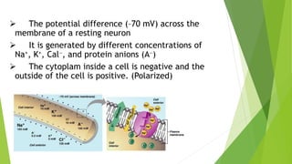  The potential difference (–70 mV) across the
membrane of a resting neuron
 It is generated by different concentrations of
Na+, K+, Cal, and protein anions (A)
 The cytoplam inside a cell is negative and the
outside of the cell is positive. (Polarized)
 