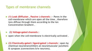 Types of membrane channels
 (1) Leak (Diffusion , Passive ) channels : - Pores in the
cell-membrane which are open all the time , therefore
ions diffuse through them according to the ion
Concentration Gradient .
 (2) Voltage-gated channels :
 open when the cell-membrane is electrically activated .
 (3) Chemically-gated ( ligand-gated ) channels : open by
chemical neurotransmitters at neuromuscular junctions
& synapses )connections b/w neurons).
 
