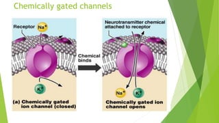 Chemically gated channels
 