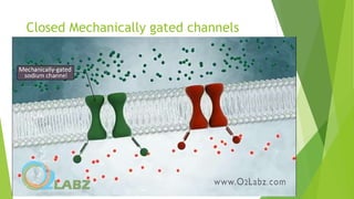 Closed Mechanically gated channels
 