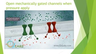 Open mechanically gated channels when
pressure apply
 