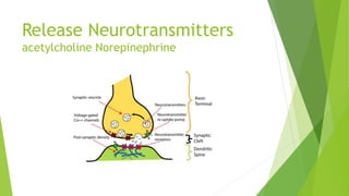 Release Neurotransmitters
acetylcholine Norepinephrine
 