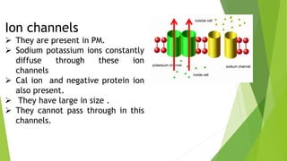 Ion channels
 They are present in PM.
 Sodium potassium ions constantly
diffuse through these ion
channels
 Cal ion and negative protein ion
also present.
 They have large in size .
 They cannot pass through in this
channels.
 