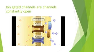 Ion gated channels are channels
constantly open
 