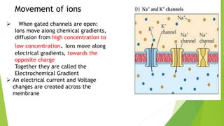 Movement of ions
 When gated channels are open:
Ions move along chemical gradients,
diffusion from high concentration to
low concentration. Ions move along
electrical gradients, towards the
opposite charge
Together they are called the
Electrochemical Gradient
 An electrical current and Voltage
changes are created across the
membrane
 