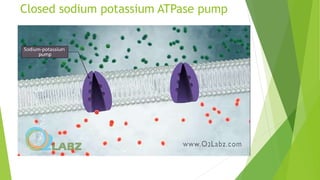 Closed sodium potassium ATPase pump
 