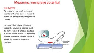 •VOLTMETER
To measure very small membrane
potential difference between inside &
outside as resting membrane potential
. How?
•-A small filled pipette containing
electrolyte solution is inserted inside
the nerve fibber & another electrode
is placed in the outside & membrane
potential difference between inside &
outside is measured using the
voltmeter.
Measuring membrane potential
 