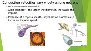 Conduction velocities vary widely among neurons
 Rate of impulse propagation is determined by:
 Axon diameter – the larger the diameter, the faster the
impulse
 Presence of a myelin sheath – myelination dramatically
increases impulse speed
 