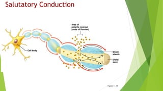 Salutatory Conduction
Figure 11.16
 